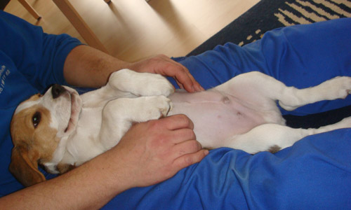 Beaglewelpe auf dem Scho&szlig;
